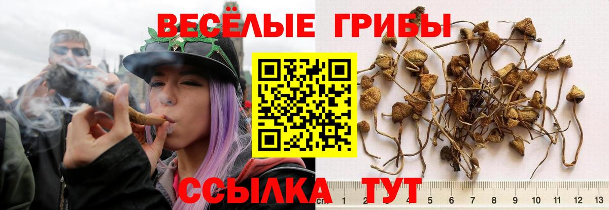 Галлюциногенные грибы Psilocybe  Псилоцибиновые грибы мицелий  Джанкой  Вход с VPN 